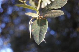 Quercus rotundifolia Leaf (08/02/2015, Kew Gardens, London)
