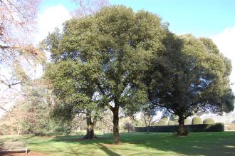 Quercus rotundifolia (08/02/2015, Kew Gardens, London)