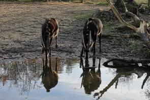 Denmark – Odense Zoo