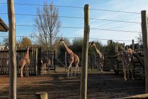 Denmark – Odense Zoo