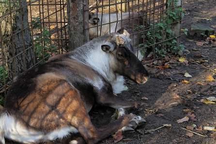 Denmark – Odense Zoo