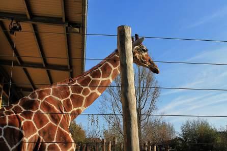 Denmark – Odense Zoo