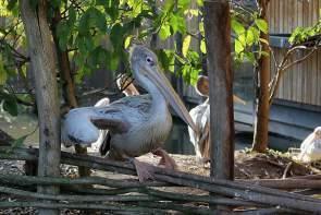 Denmark – Odense Zoo