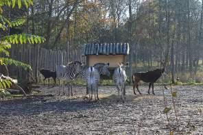 Denmark – Odense Zoo