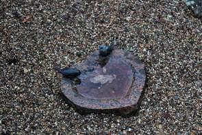 IMG_3661_Snapseed Denmark – Exploring Central Funen