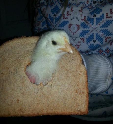 Top 10 Funny Images of Animal Breading