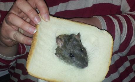 Top 10 Funny Images of Animal Breading