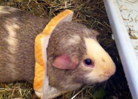 Top 10 Funny Images of Animal Breading