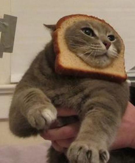 Top 10 Funny Images of Animal Breading