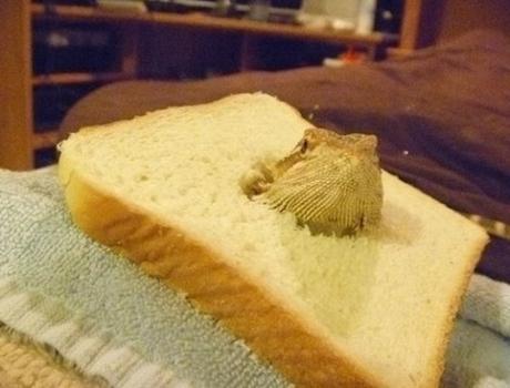 Top 10 Funny Images of Animal Breading