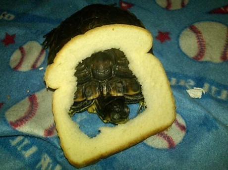 Top 10 Funny Images of Animal Breading