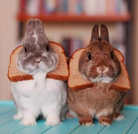 Top 10 Funny Images of Animal Breading