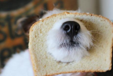 Top 10 Funny Images of Animal Breading