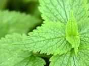 Nettle Leaf Uses