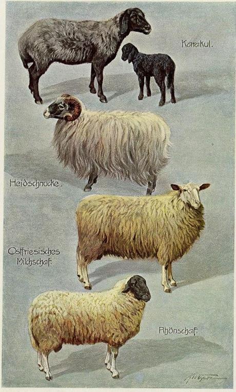 Shopping guide: Chinese New Year, Sheep Edition