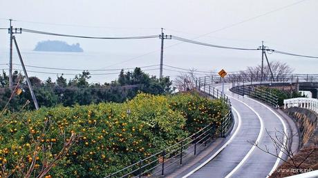 Japan Diaries: The Citrus Capital of Japan - Setoda, Onomichi City