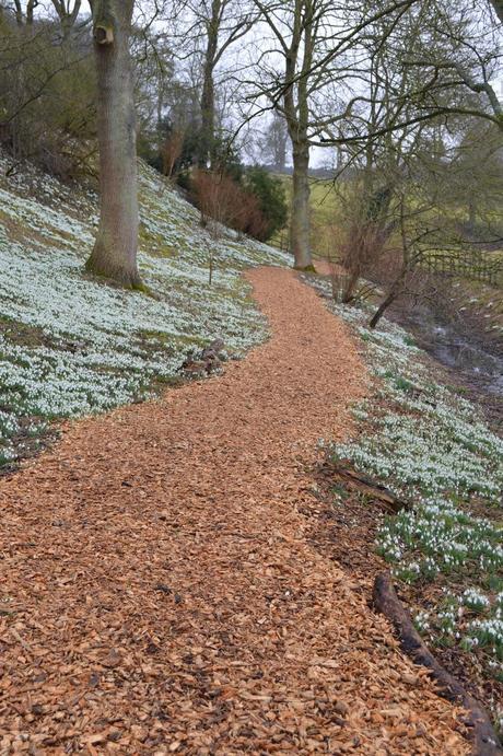 Snowdrop time at Easton Walled Gardens