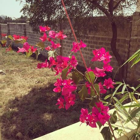 Bougainvillea in bloom