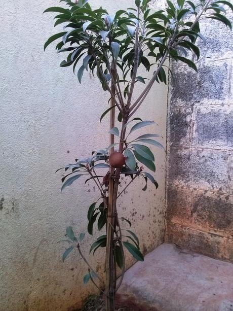 Our chikoo tree