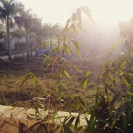 The Bamboo Catching the Morning Sun