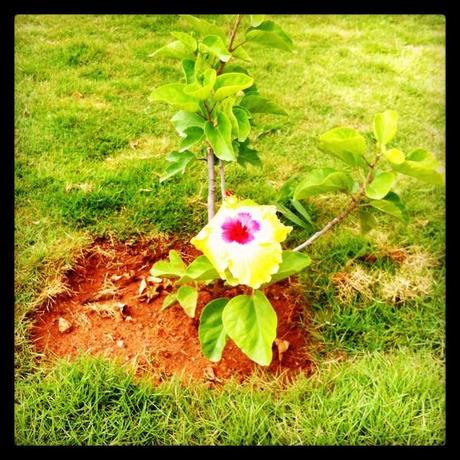 Our hibiscus plant