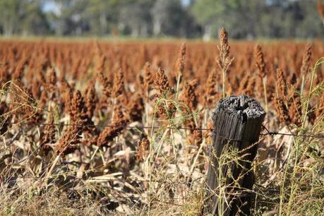 Southern Queensland Country