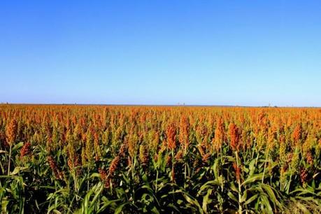 Southern Queensland Country