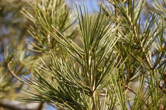 Pinus bungeana Leaf (08/02/2015, Kew Gardens, London)