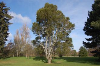 Pinus bungeana (08/02/2015, Kew Gardens, London)