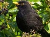 English Ivy: Berry Good Birds