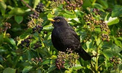 English ivy: berry good for birds