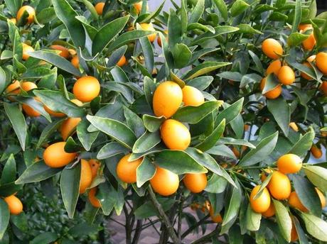 Feeding  citrus in pots