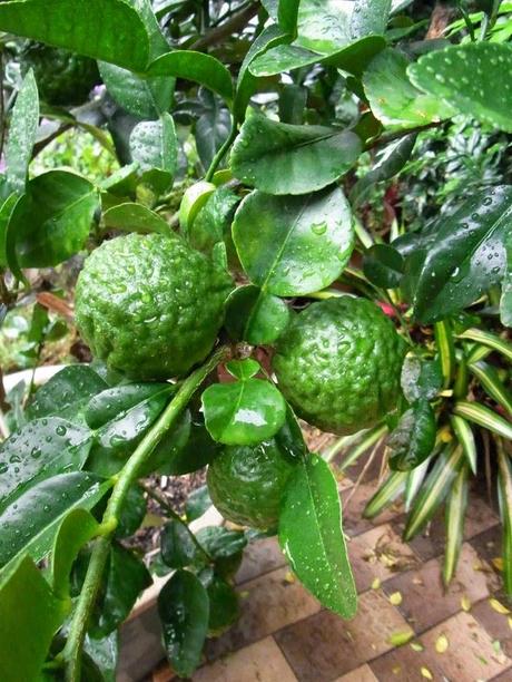 Feeding  citrus in pots