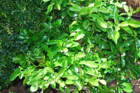 Feeding  citrus in pots