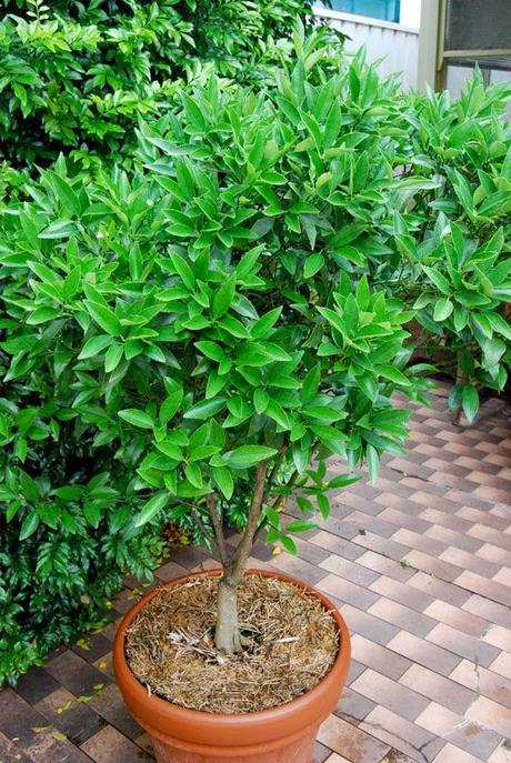 Feeding  citrus in pots