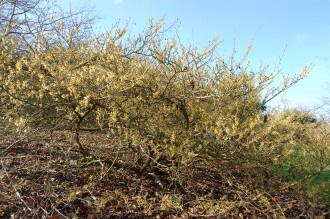 Hamamelis japonica (08/02/2015, Kew Gardens, London)