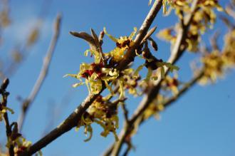 Hamamelis japonica Flower (08/02/2015, Kew Gardens, London)