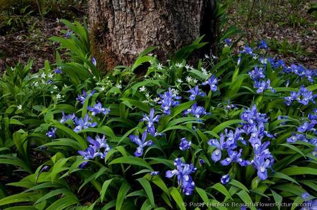 Crested Dwarf Iris and Star Chickweed © 2009 Patty Hankins