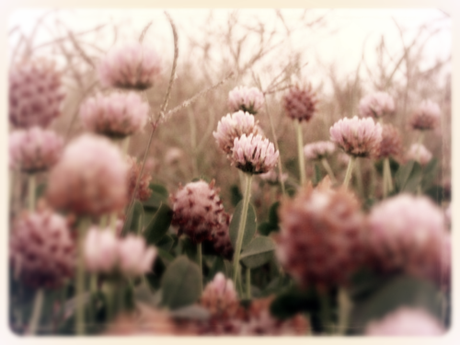 corey amaro wild clover by the coast on a late summer day