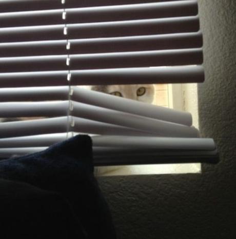 Top 10 Cats Peeking Through Blinds