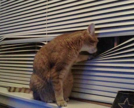 Top 10 Cats Peeking Through Blinds