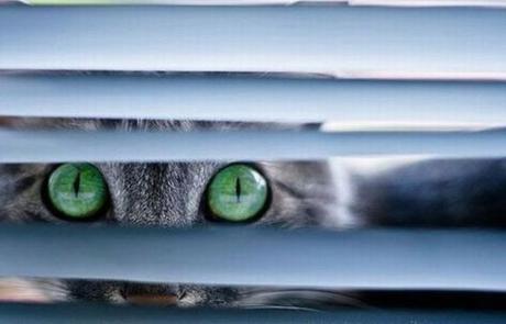 Top 10 Cats Peeking Through Blinds