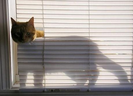 Top 10 Cats Peeking Through Blinds