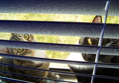 Top 10 Cats Peeking Through Blinds