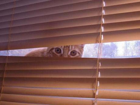 Top 10 Cats Peeking Through Blinds