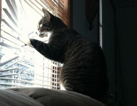 Top 10 Cats Peeking Through Blinds