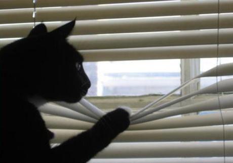 Top 10 Cats Peeking Through Blinds