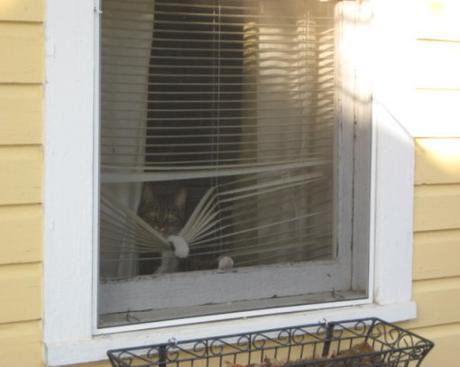 Top 10 Cats Peeking Through Blinds
