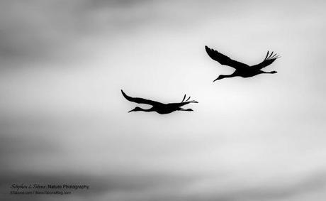 Sandhill-Cranes-Flying-B&W