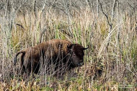 Bison-on-Paynes-Prairie-Preserve-State-Park-wL